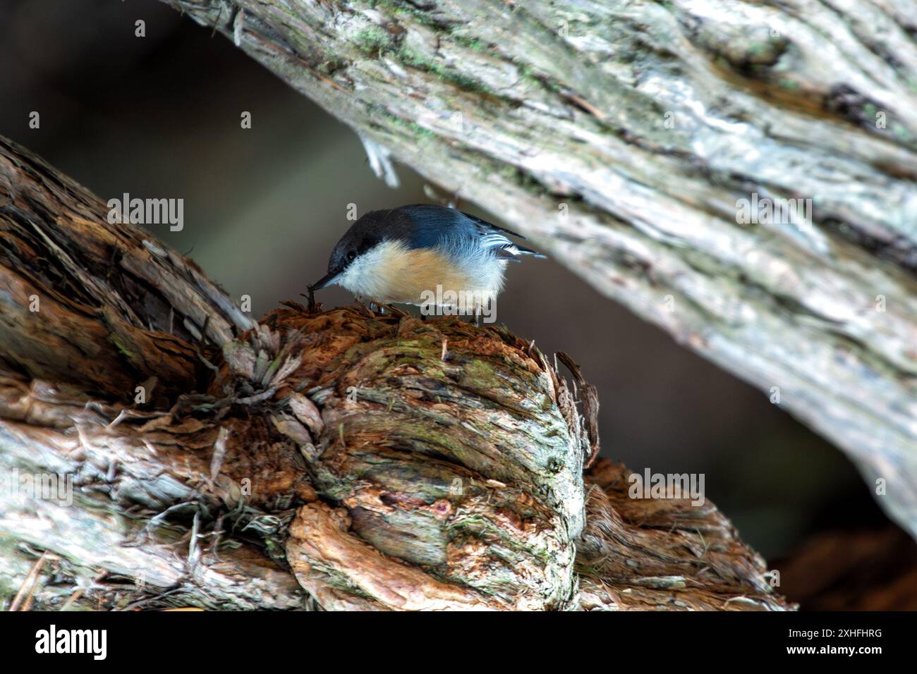 Il Pygmy Nuthatch, con le sue dimensioni compatte e il piumaggio grigio-bluastro, è stato avvistato aggrappato ad un albero di pino nel Golden Gate Park. Questa foto cattura il suo li Foto Stock