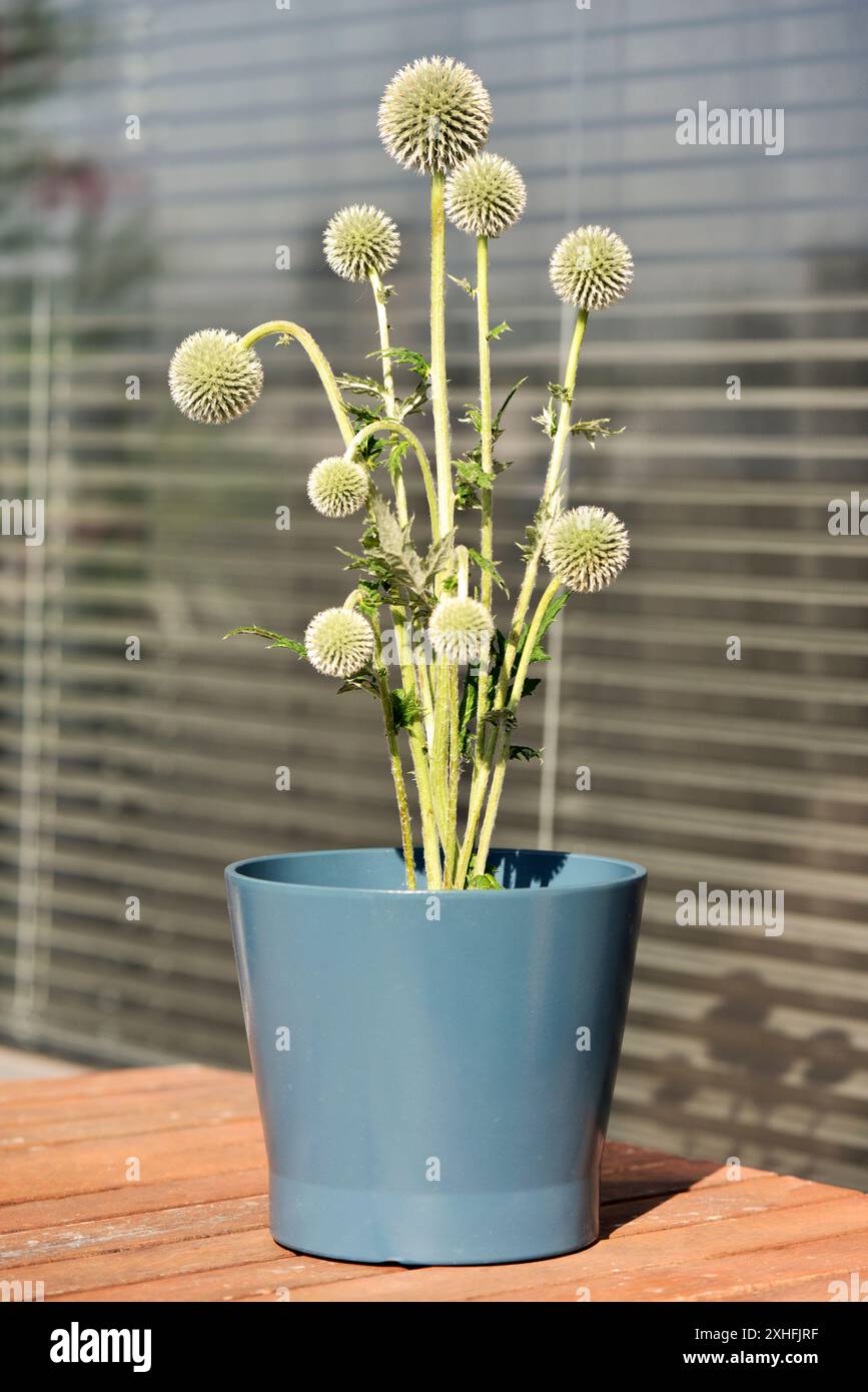 Giovane grande cardo globo Echinops sphaerocephalus L. pianta domestica casalinga in vaso di plastica sul balcone dell'appartamento Foto Stock