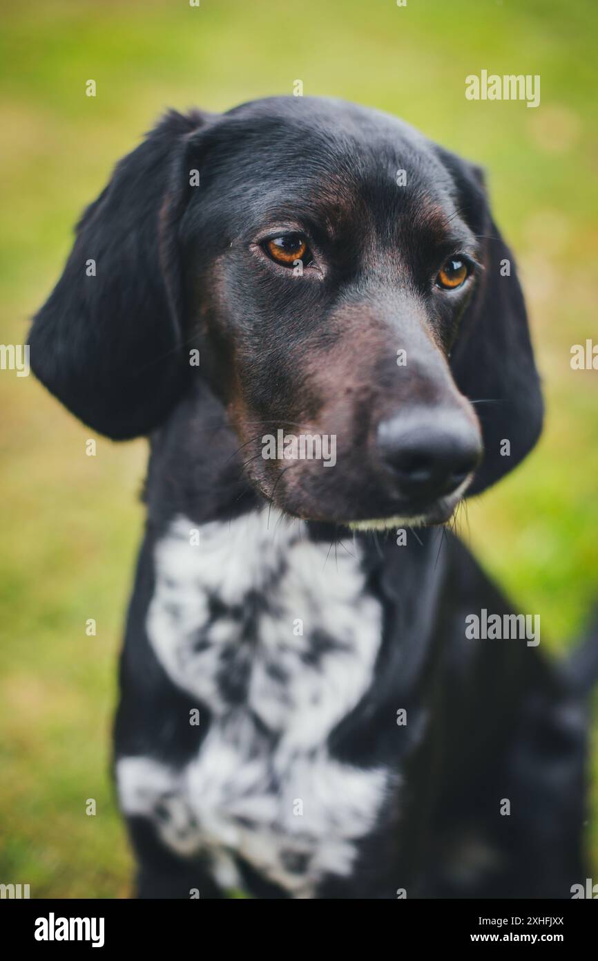 Cane mix nero Foto Stock