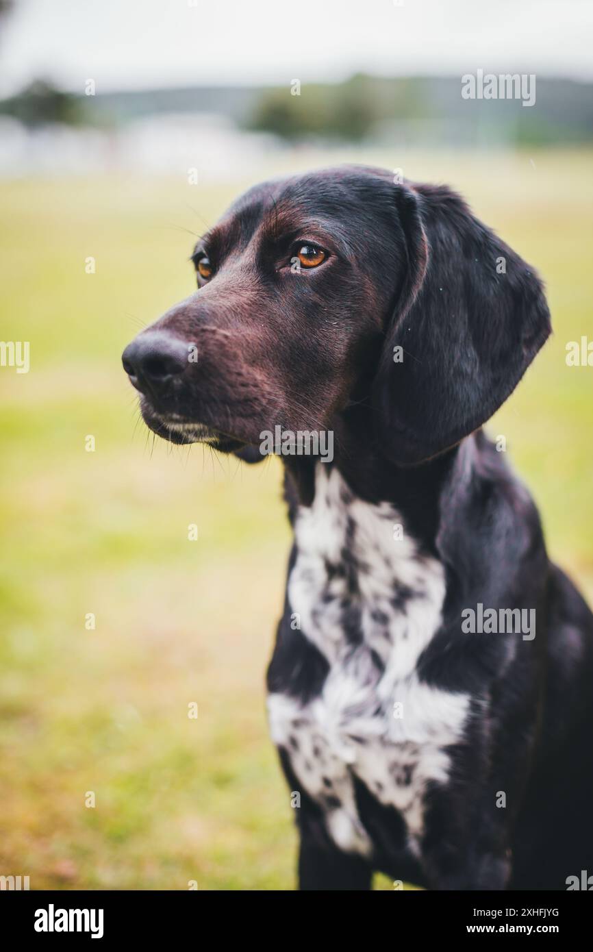 Cane mix nero Foto Stock