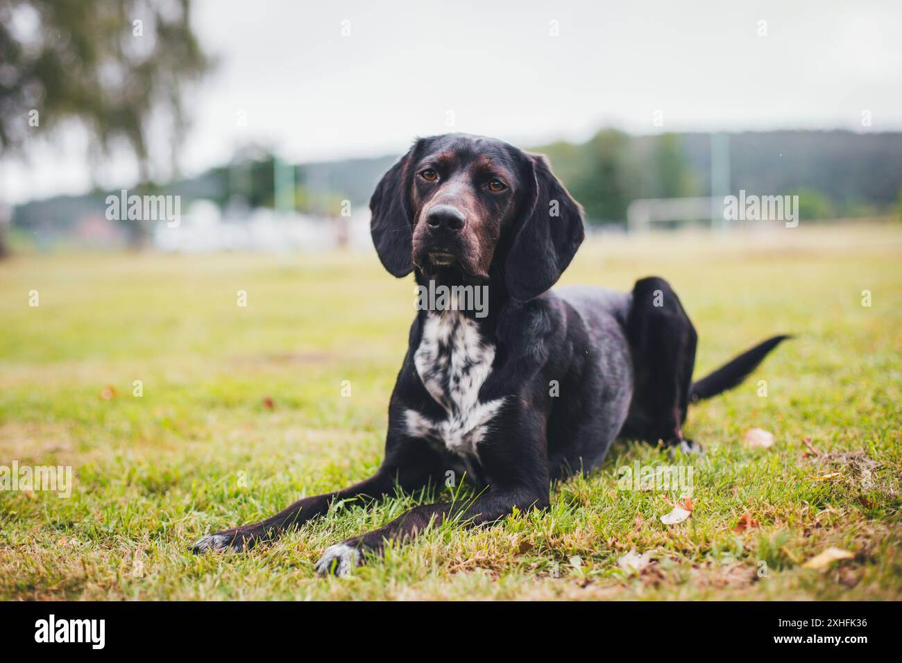 Cane mix nero Foto Stock
