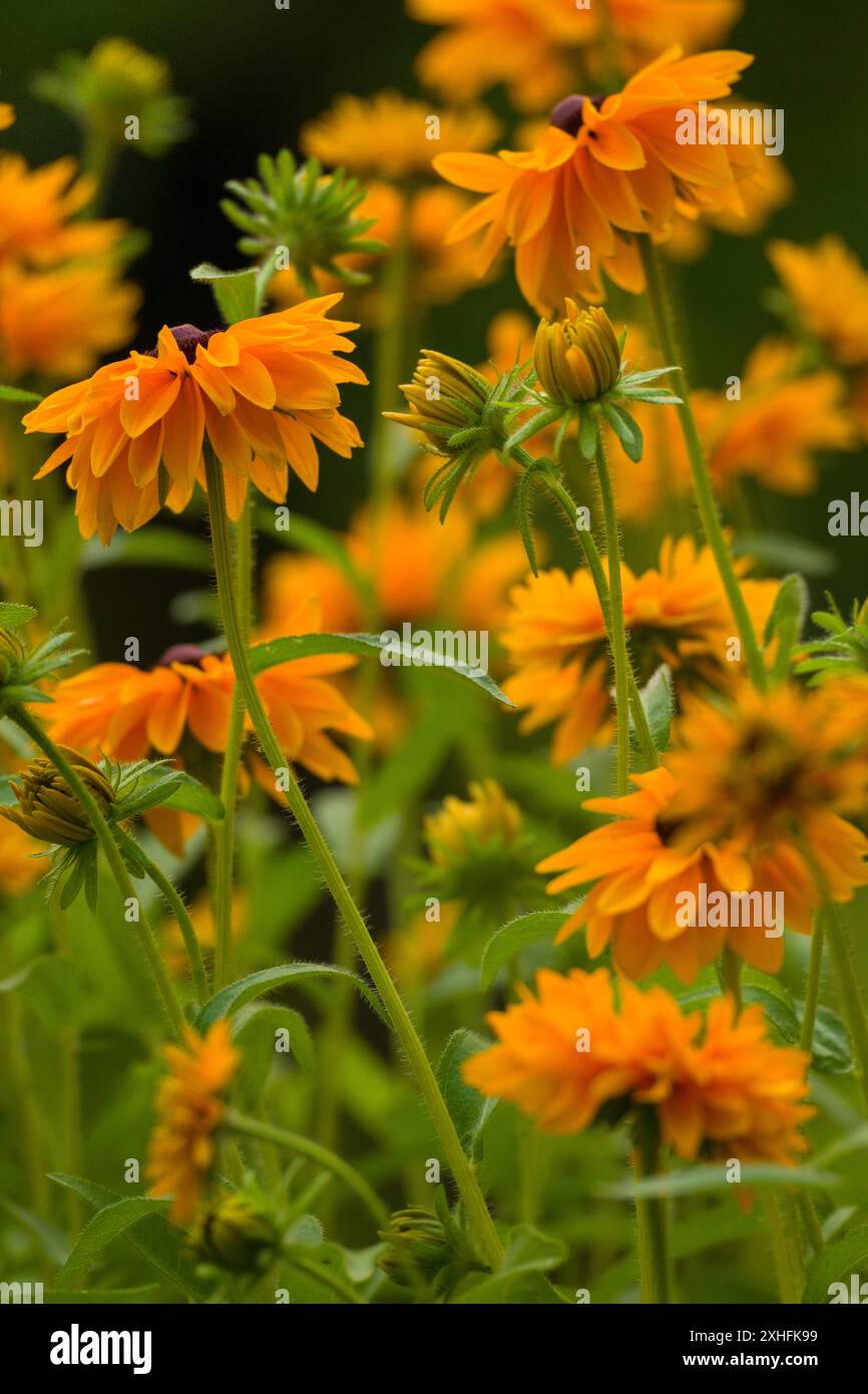 Rudbeckia Goldilocks. Rudbeckia hirta. Rudbeckia in fiore goldilocks. Foto Stock