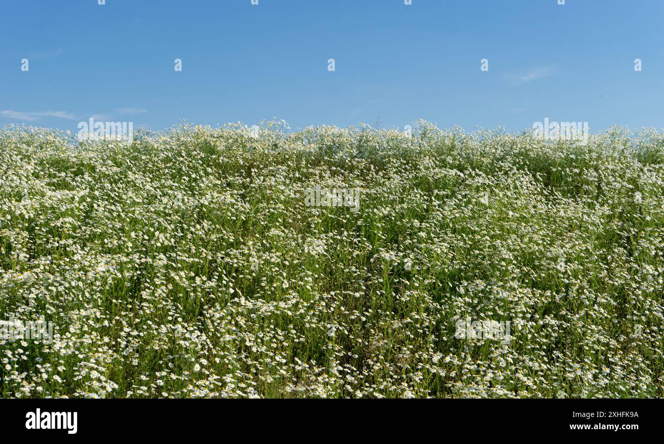 Foto dettagliata di un campo con piante di camomilla in fiore in estate Foto Stock