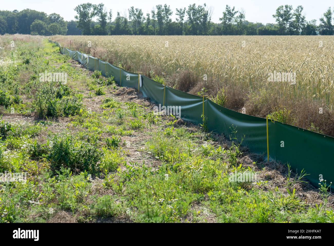 Paesaggio con recinzione protettiva per rettili ai margini del campo Foto Stock