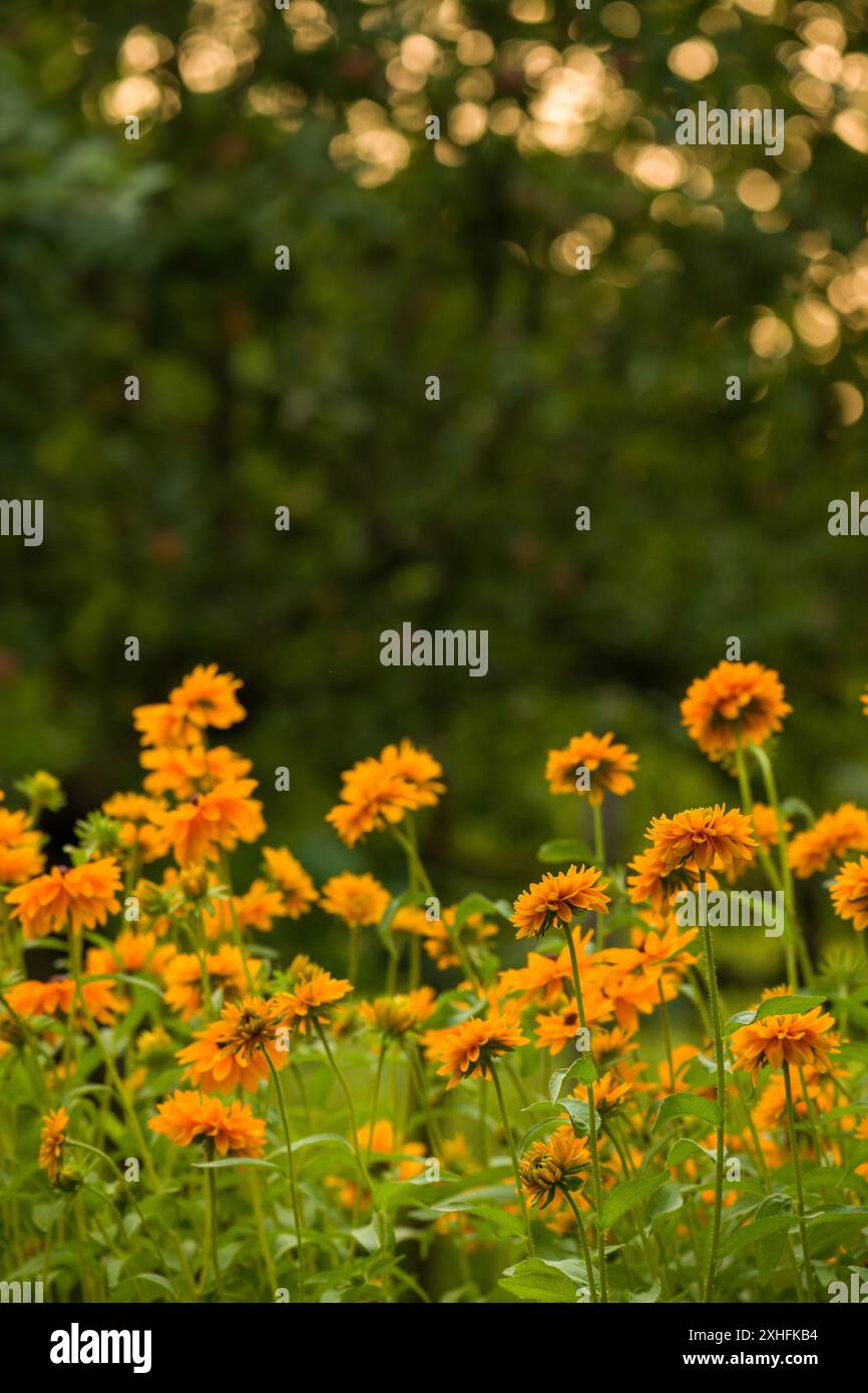 Rudbeckia Goldilocks. Rudbeckia hirta. Rudbeckia in fiore goldilocks. Foto Stock