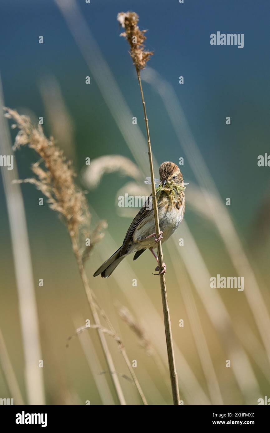 La femmina Reed Bunting è appesa a una canna con bolletta piena di insetti pronti a sfamare la sua giovane Foto Stock