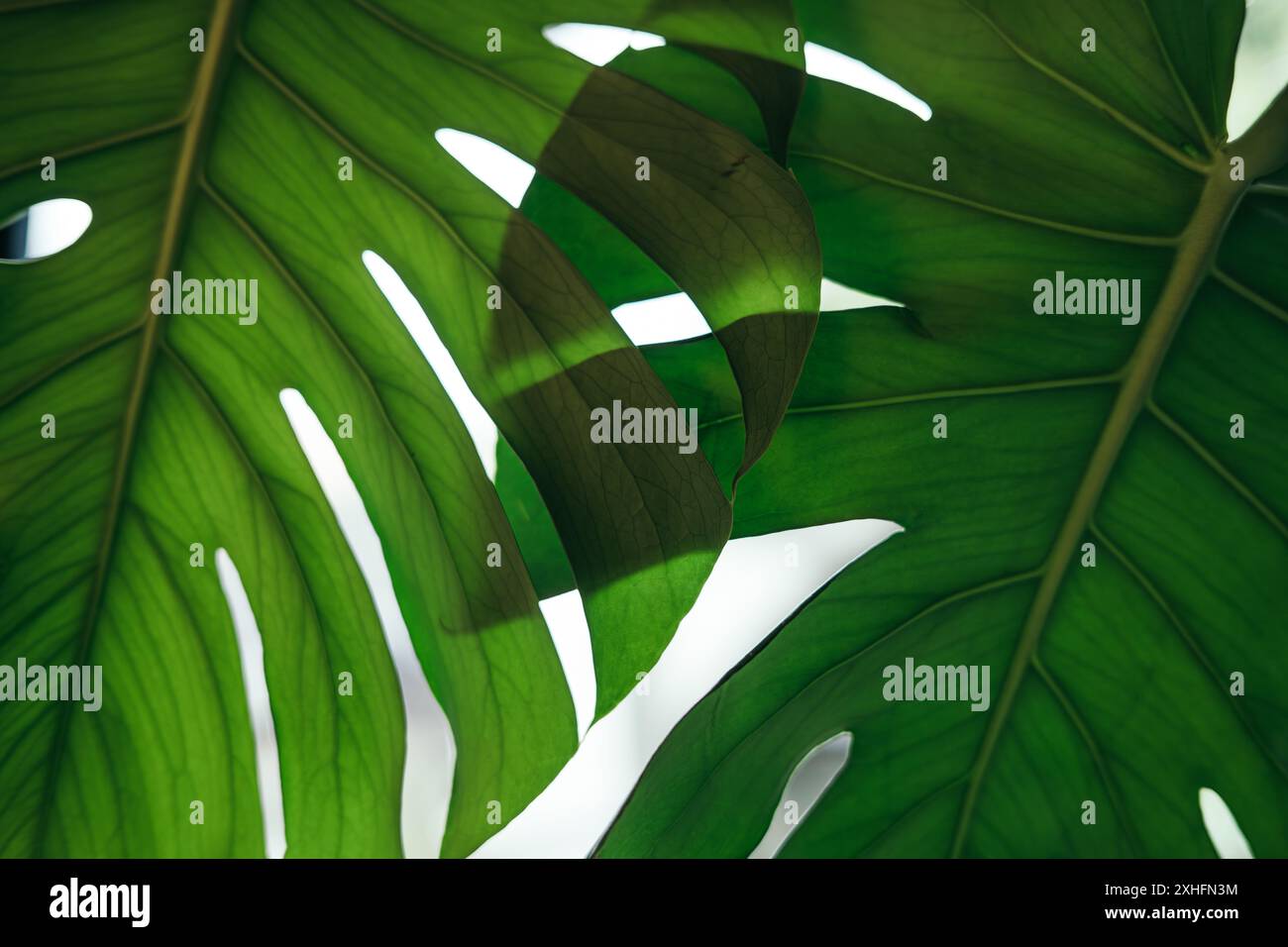 Primo piano di foglie di monstera con sfondo sfocato bianco Foto Stock