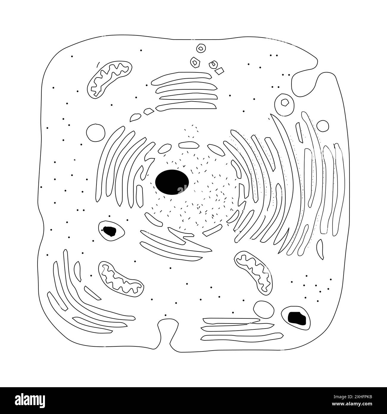 Cellula animale generalizzata che illustra i componenti strutturali su sfondo bianco Illustrazione Vettoriale