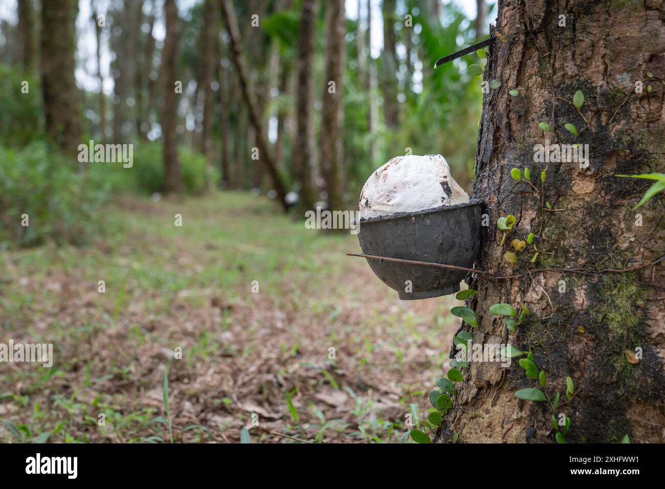 Gli alberi di gomma sono coltivati nelle foreste tropicali per un'estrazione sostenibile del lattice in tazze, una risorsa rinnovabile Foto Stock