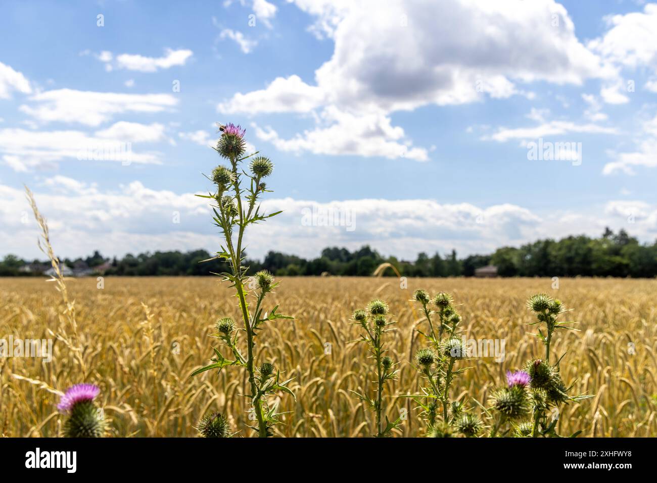 Sommerliches Wetter Sonne und Wolken wechseln sich über einem Weizenfeld mit Disteln im Vordergrund ab., Bad Homburg Hessen Deutschland *** tempo estivo Sole e nuvole si alternano su un campo di grano con cardo in primo piano , Bad Homburg Assia Germania Foto Stock