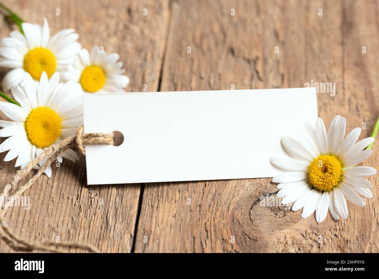 Fiori di camomilla con etichetta o etichetta di carta bianca vuota per il testo su sfondo in legno primo piano. Festa della mamma, compleanno, festa delle donne greeti Foto Stock
