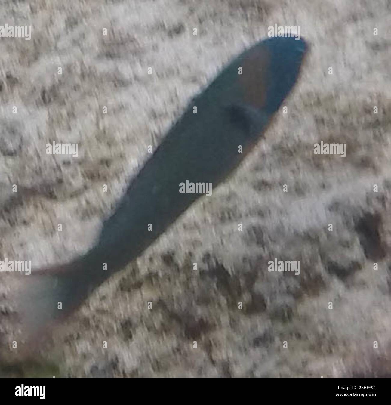 Sella Wrasse (Thalassoma duperrey) Foto Stock