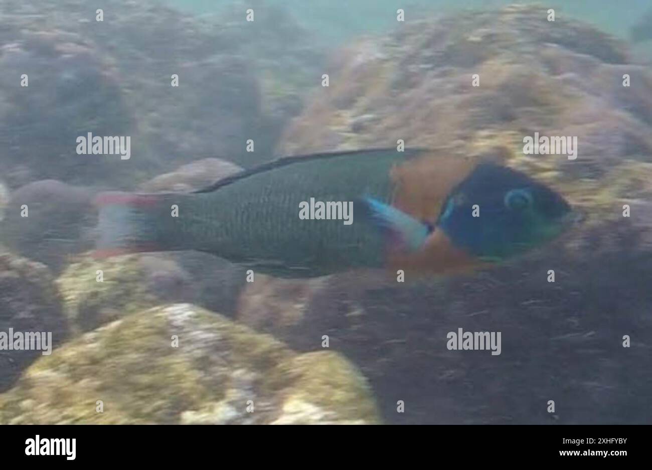 Sella Wrasse (Thalassoma duperrey) Foto Stock