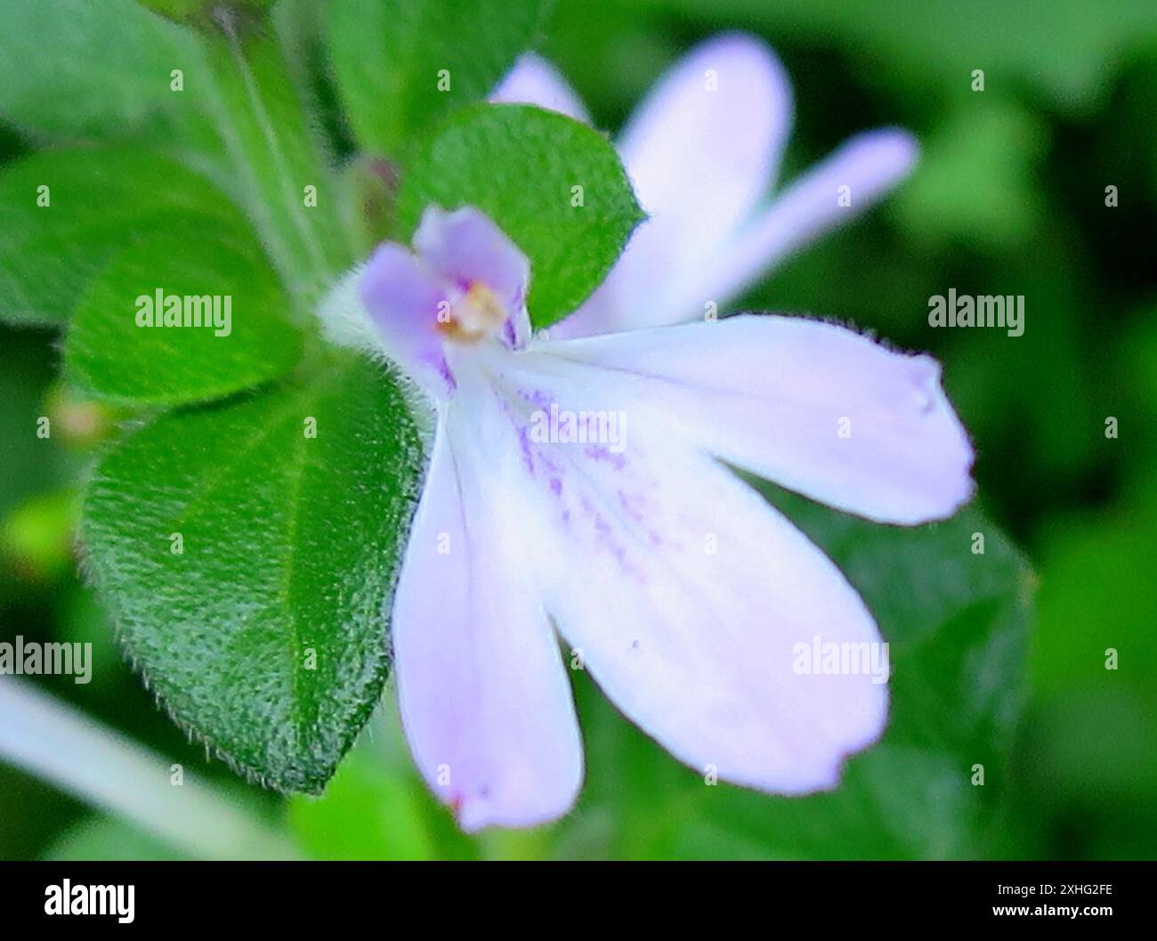 Famiglia degli acanto (Acanthaceae) Foto Stock