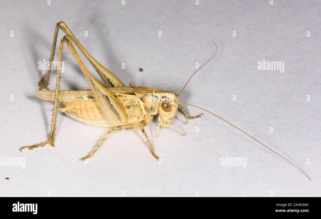 Cespuglio-cricket maculato (Tessellana tessellata) Foto Stock