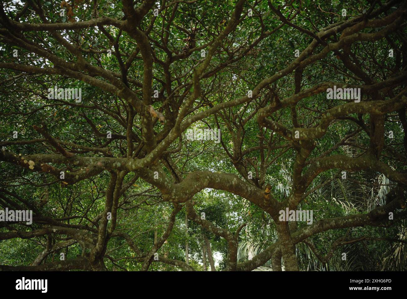 Il riflesso della luce del sole nei rami di un grande e antico albero nel mezzo della foresta tropicale Foto Stock