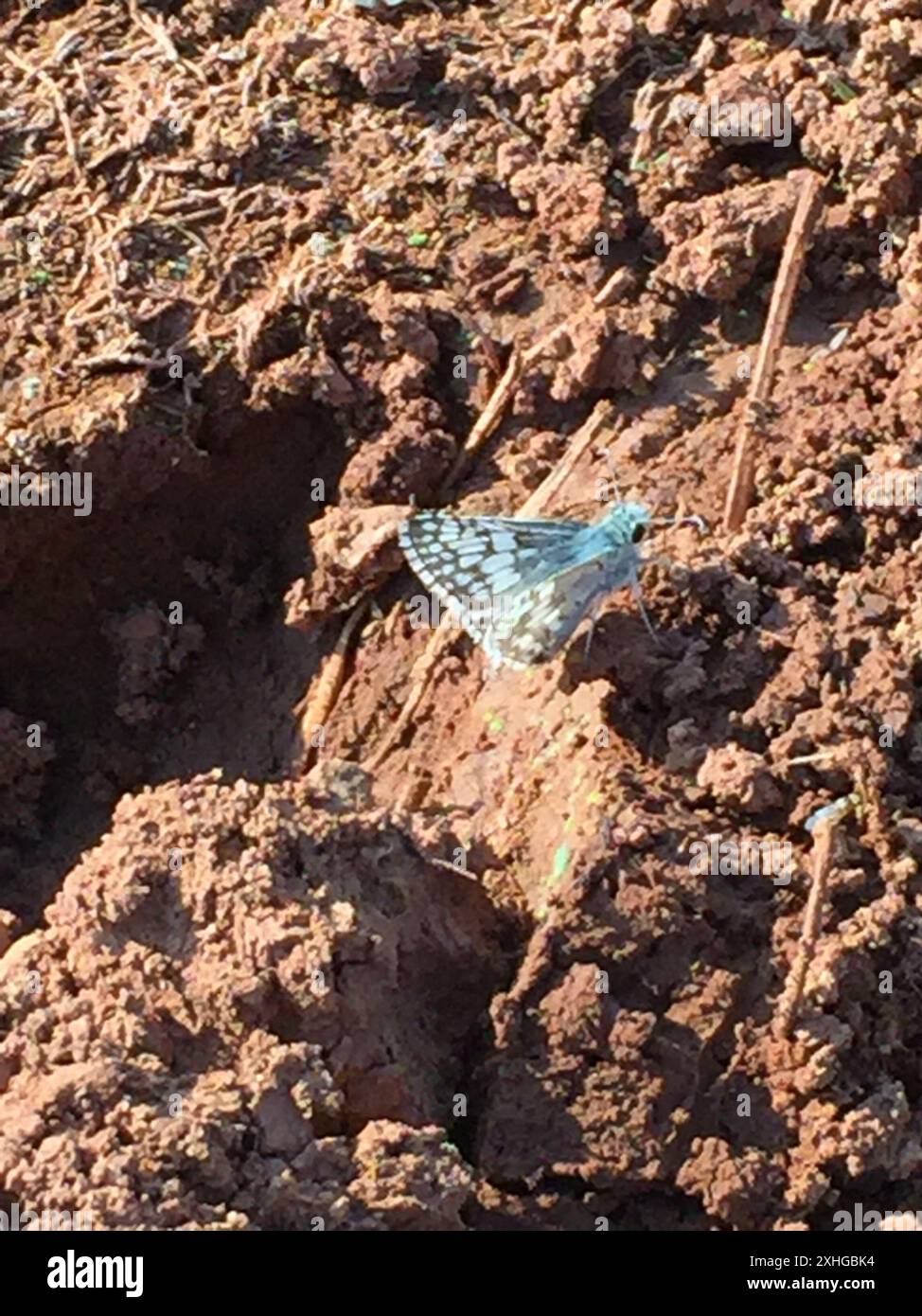 New World Checkered Skipper (Burnsius) Foto Stock