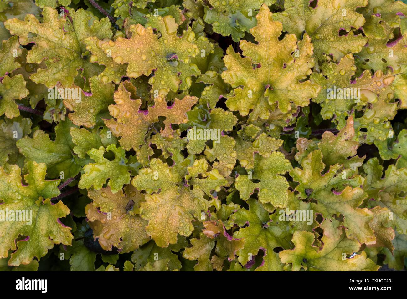 sfondo strutturato di piante di heuchera arancione brillante Foto Stock