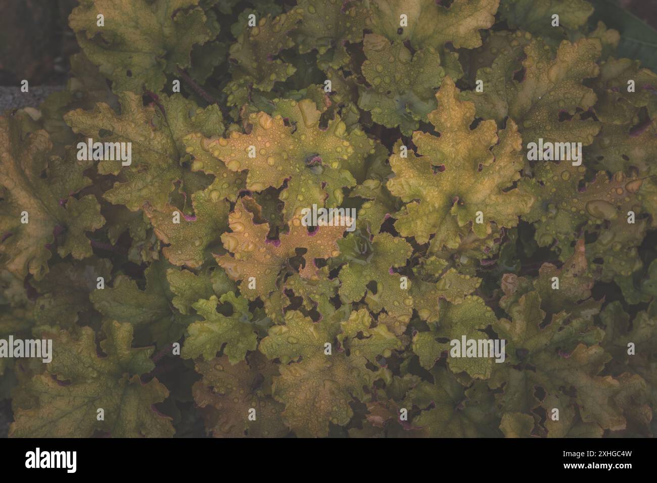 sfondo strutturato di piante di heuchera arancione brillante Foto Stock