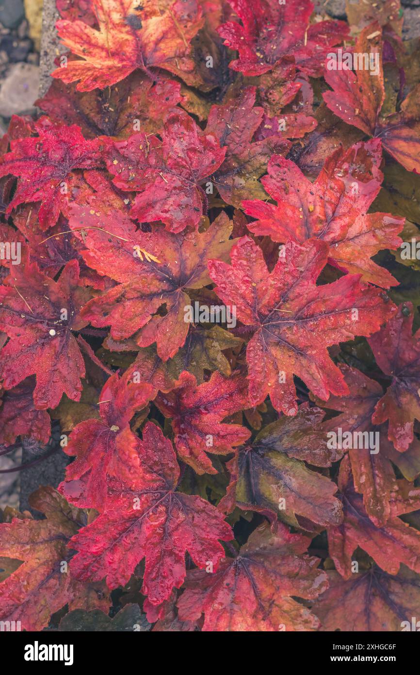 sfondo strutturato di piante di heuchera viola e rosso brillante Foto Stock