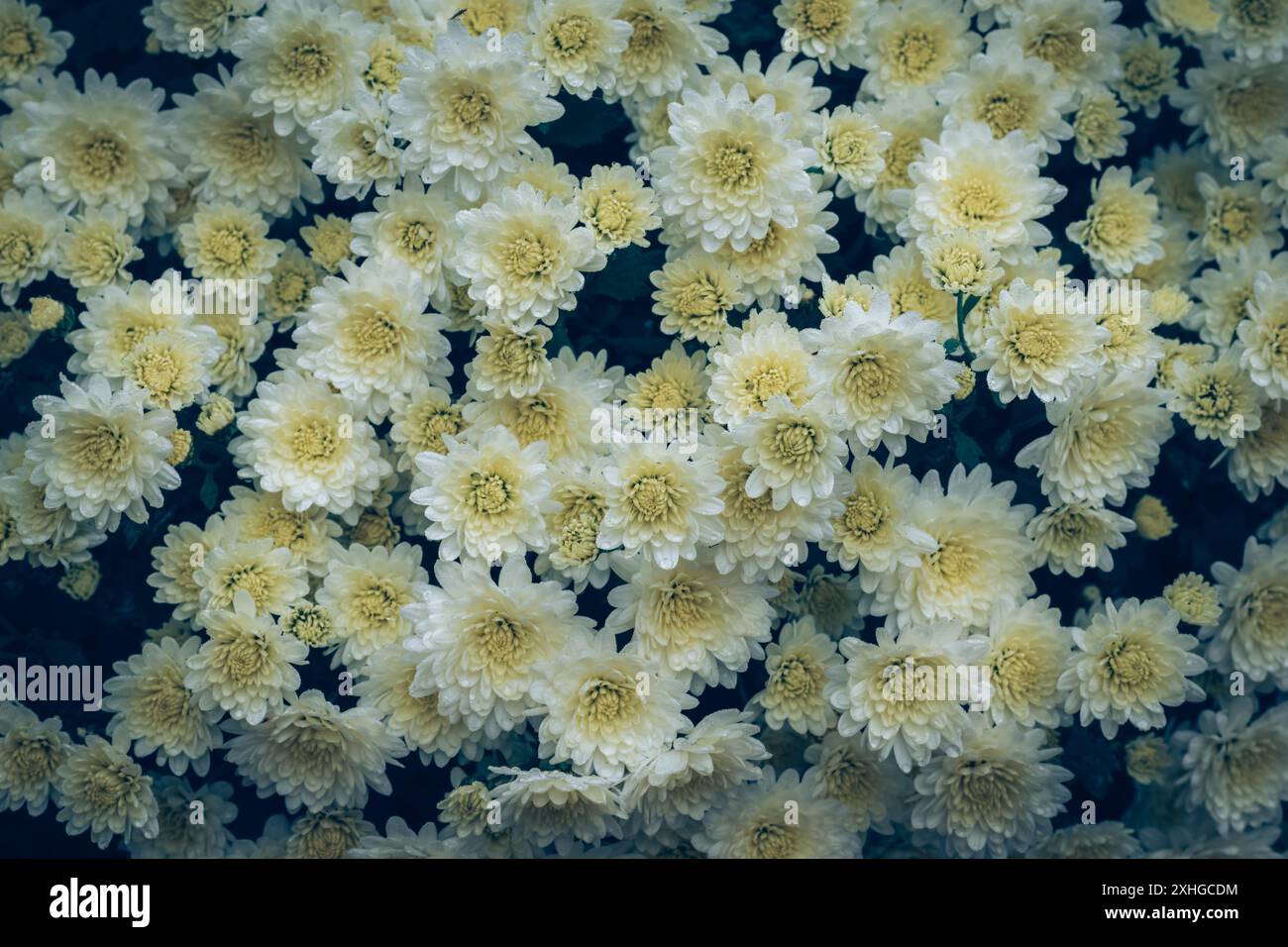 fiori di crisantemo strutturati gialli bianchi Foto Stock