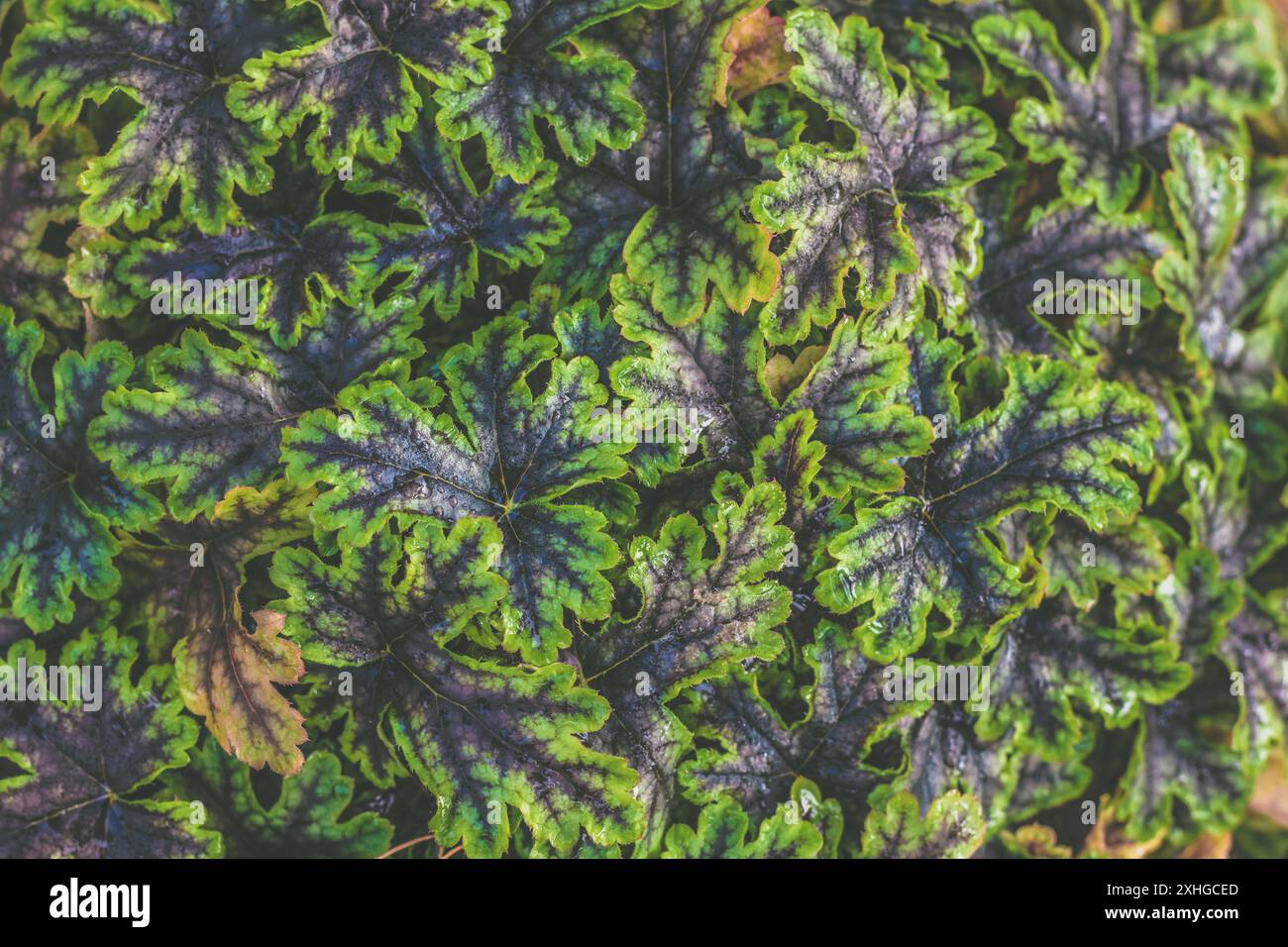 fondo strutturato verde brillante di piante di heuchera Foto Stock