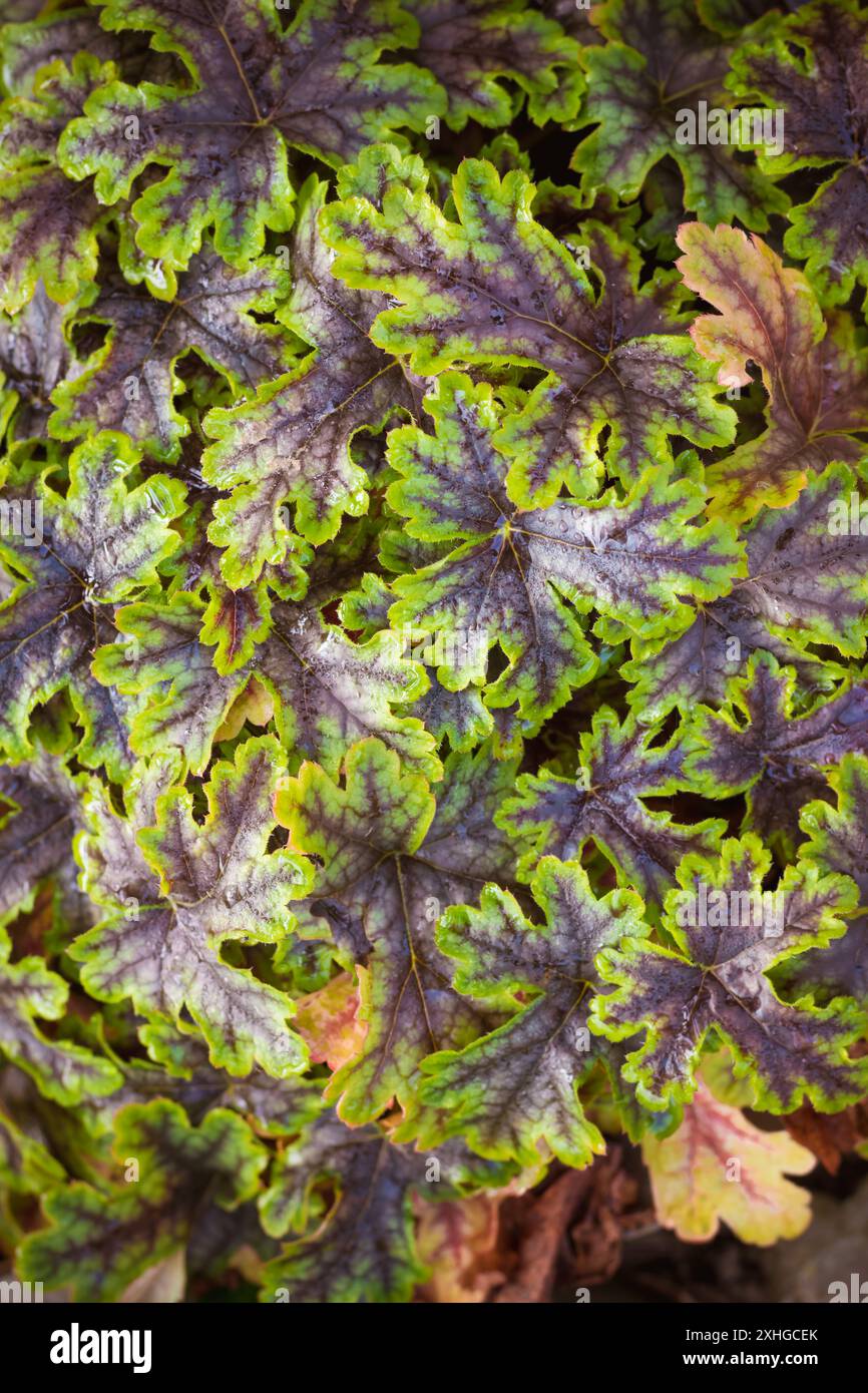 fondo strutturato verde brillante di piante di heuchera Foto Stock