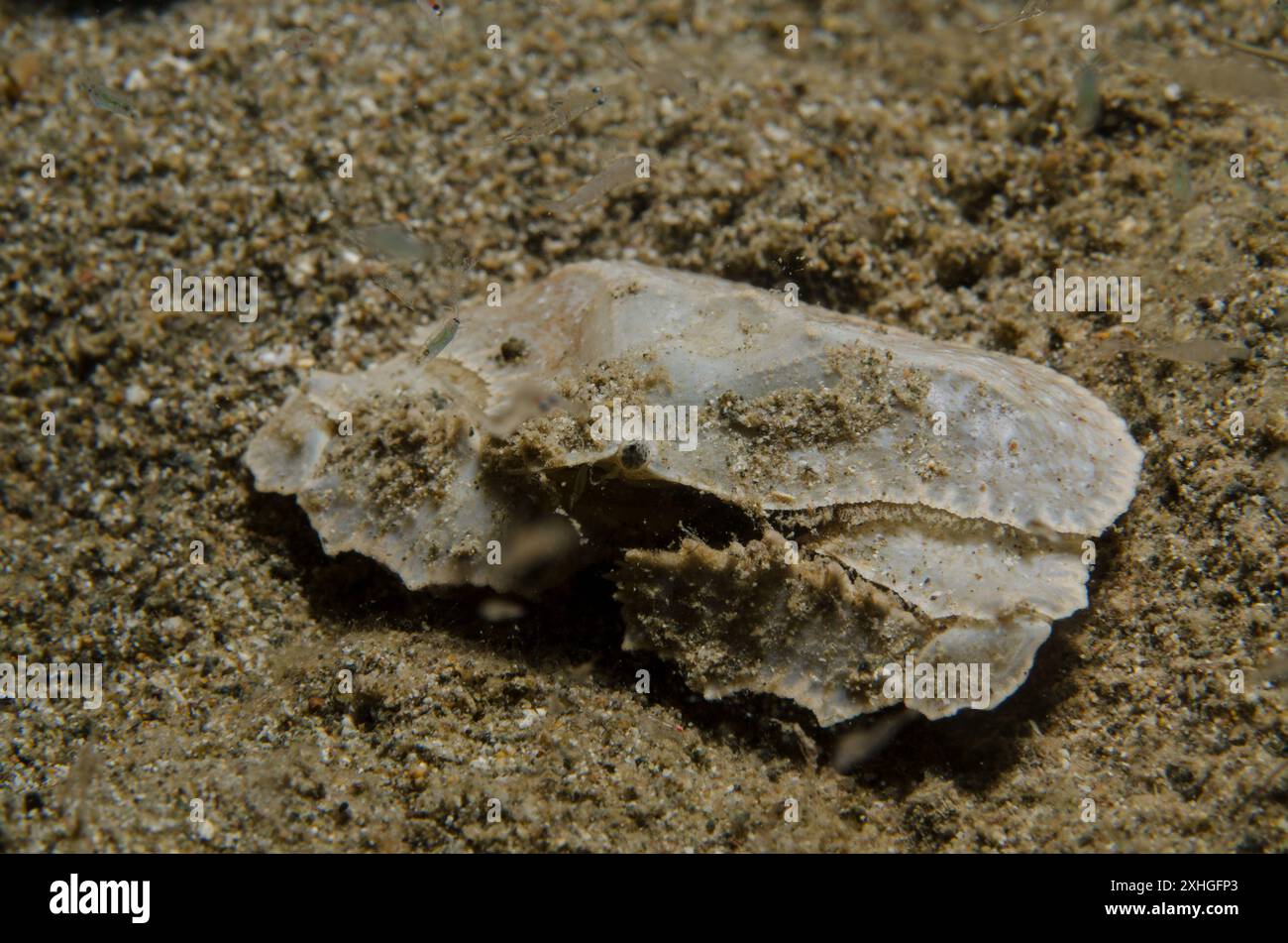 Granchio del Giappone, Cryptopodia fornicata, Parthenopidae, Anilao, Batangas, Filippine, Mar delle Filippine, Oceano Indo-pacifico, Asia Foto Stock