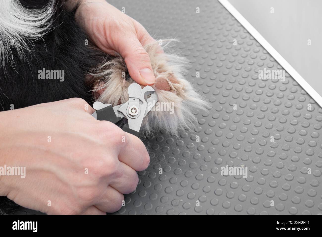 Un tostapane professionale taglia con cura le unghie del cane su un tappetino antiscivolo, garantendo un'esperienza di cura del corpo sicura e confortevole. Cura degli animali domestici e degli animali Foto Stock