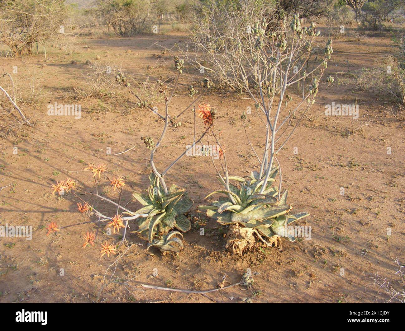 Aloe maculata Umfolozi (Aloe umfoloziensis) Foto Stock