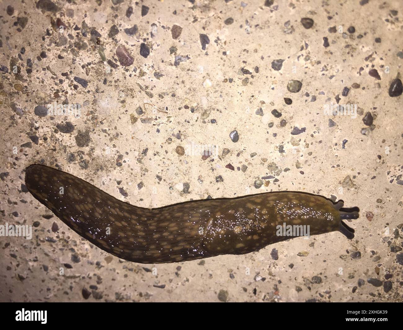 Lucidatura della cantina gialla (Limacus flavus) Foto Stock