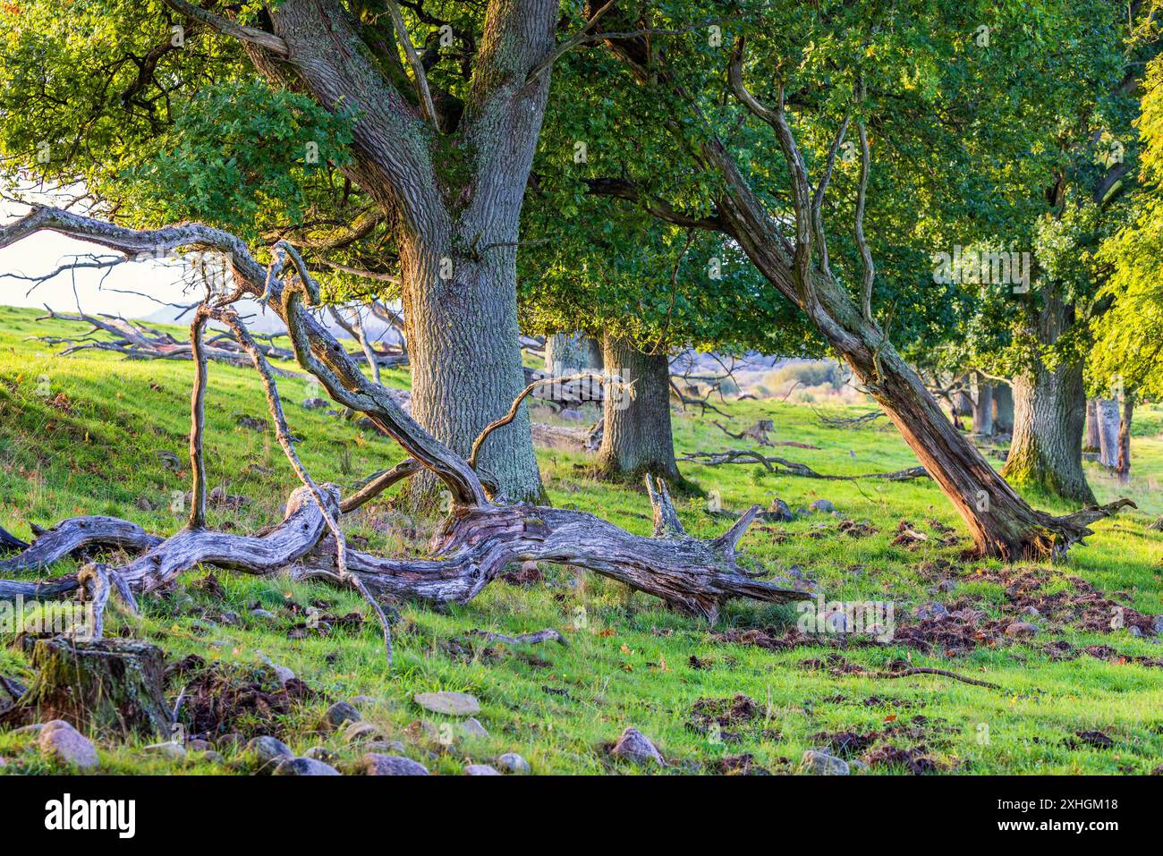 Querce in un paesaggio rurale estivo Foto Stock
