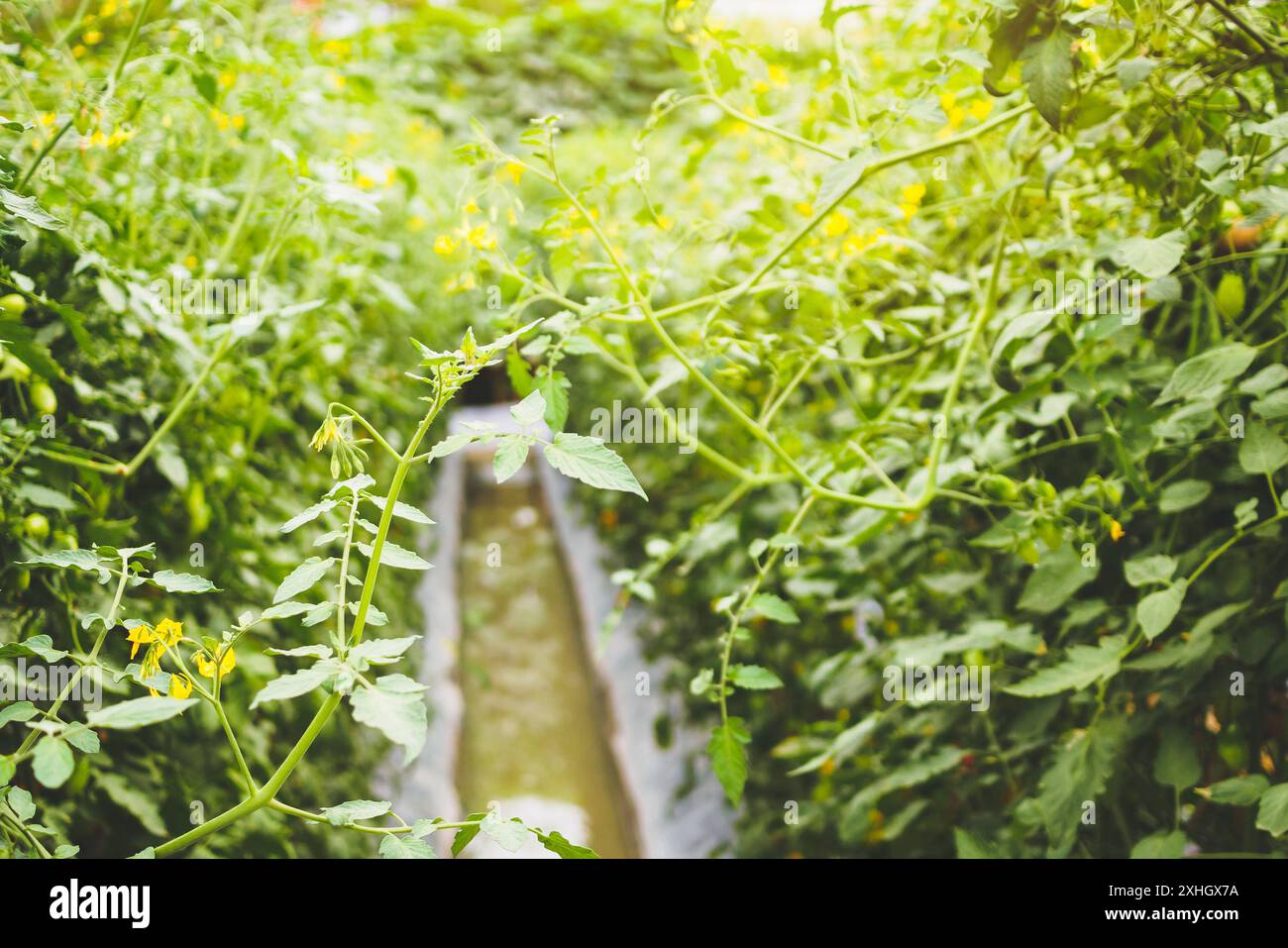 pianta di pomodoro che cresce nel giardino biologico Foto Stock
