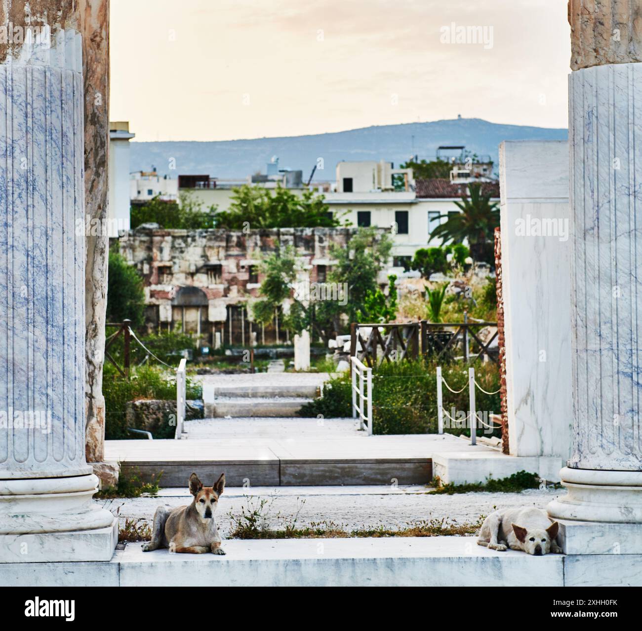 Cani randagi che dormono accanto a colonne in vecchie rovine di Atene, Grecia, Europa Foto Stock