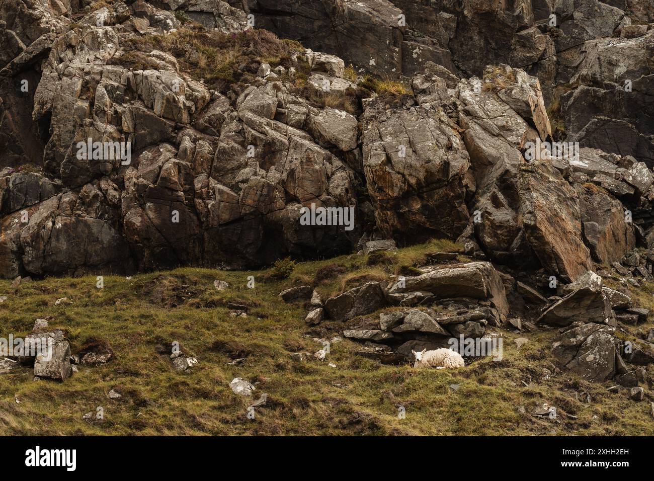 Le pecore solitarie si rifugiano sotto la roccia vicino alla spiaggia di Achmelvich, Lairg, Sutherland, Scozia Foto Stock