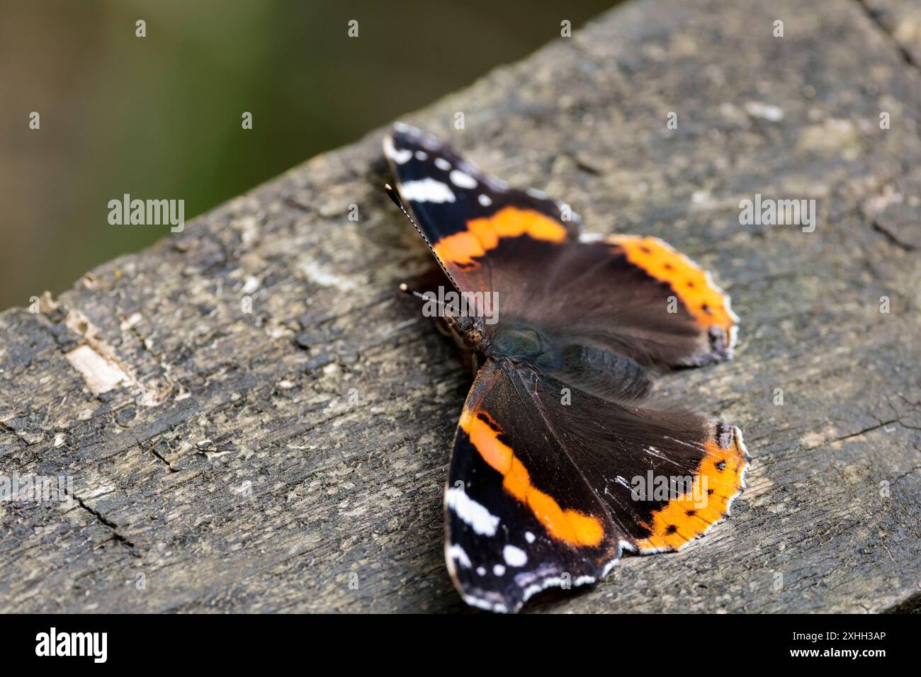 Ammiraglio rosso Vanessa atalanta, ali nere con bande rosse e segni bianchi sotto le ali marmorizzate, ali aperte grigie affumicate su una passeggiata per prendere il sole Foto Stock