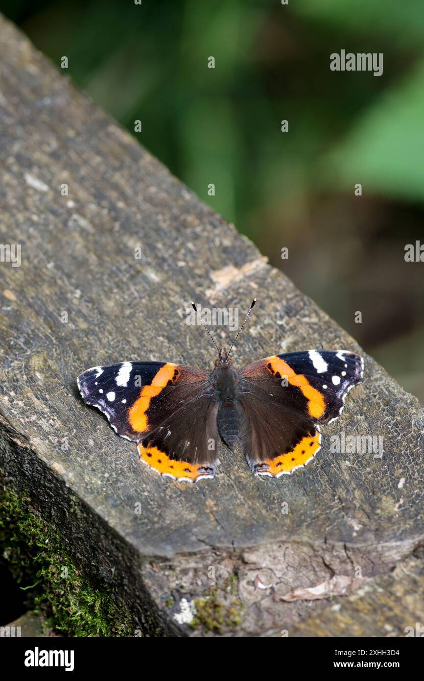 Ammiraglio rosso Vanessa atalanta, ali nere con bande rosse e segni bianchi sotto le ali marmorizzate, ali aperte grigie affumicate su una passeggiata per prendere il sole Foto Stock