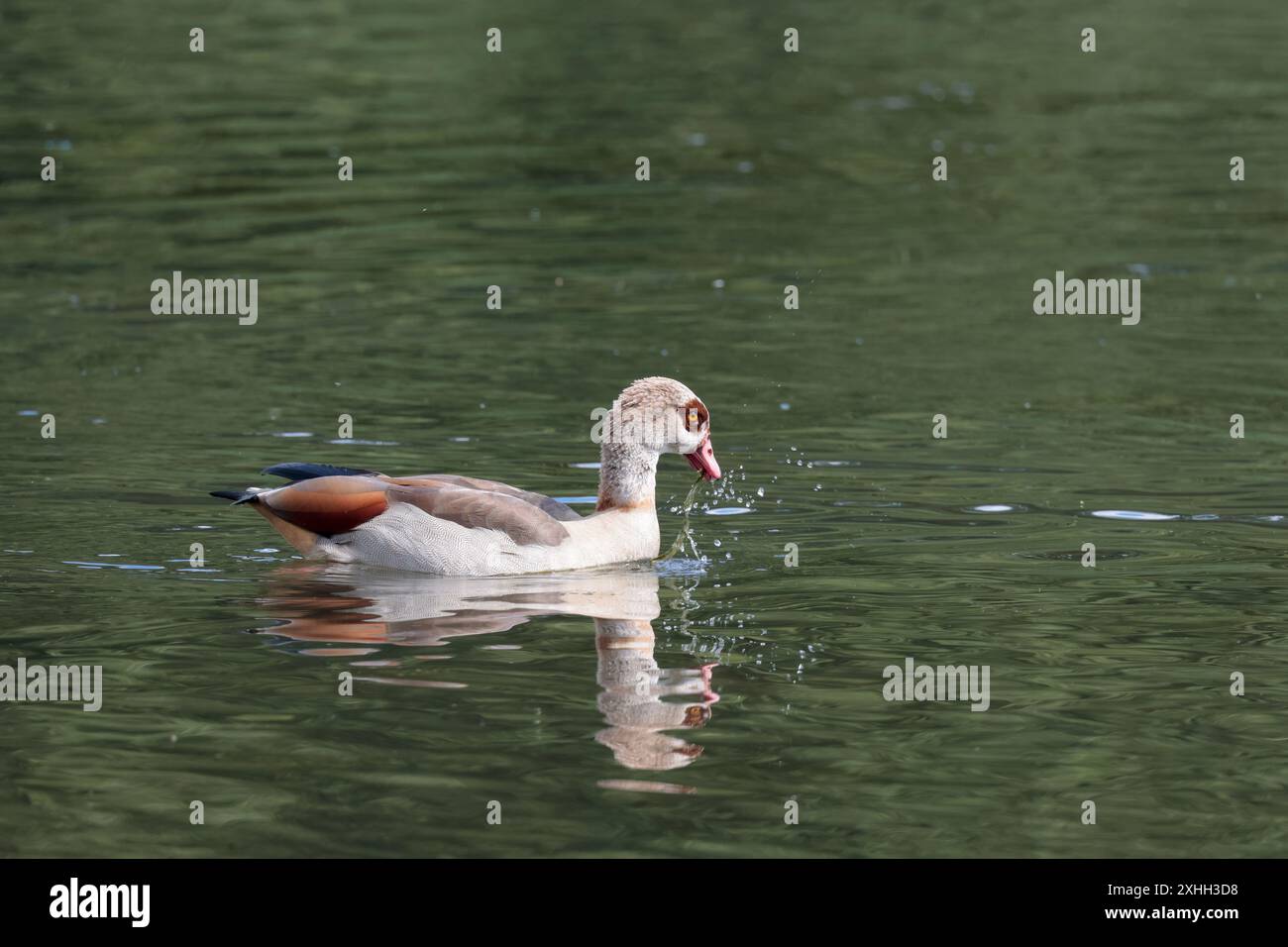 Oca egiziana Alopochen aegyptiaca, che nuota cerotti di ali di colore marrone pallido e bianco grigio cerotti di colore marrone scuro agli occhi gambe rosa e occhi di colore arancione Foto Stock