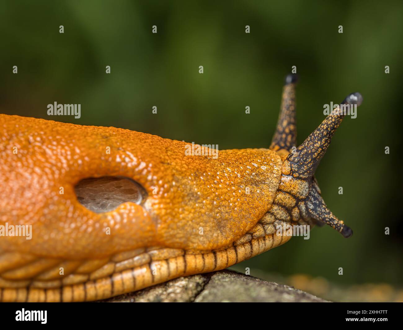 Lumaca spagnola strisciante su una superficie di legno Foto Stock