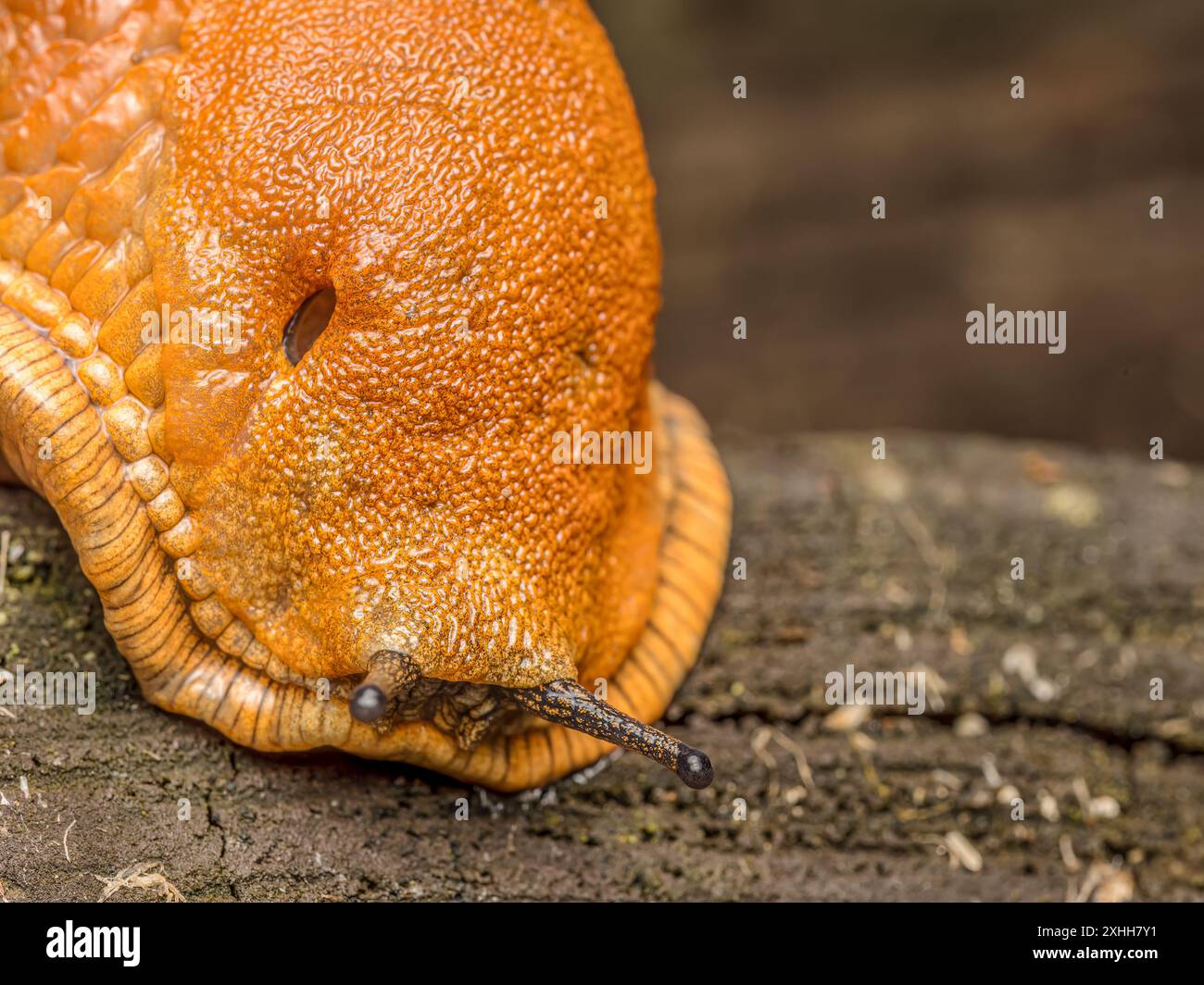 Lumaca spagnola strisciante su una superficie di legno Foto Stock