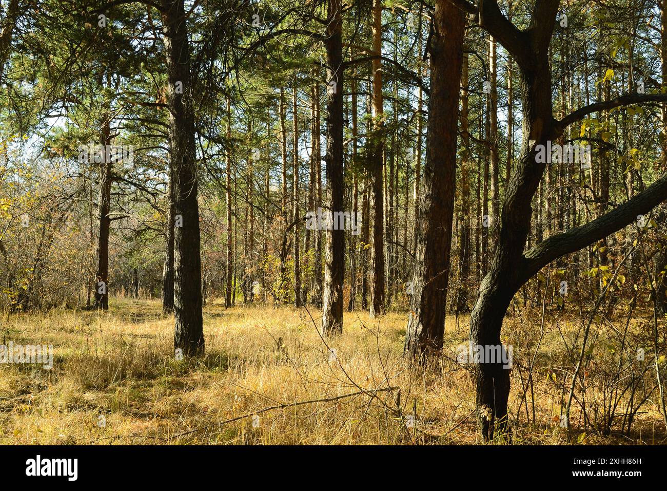 Vista del paesaggio soleggiato autunnale nella foresta Foto Stock