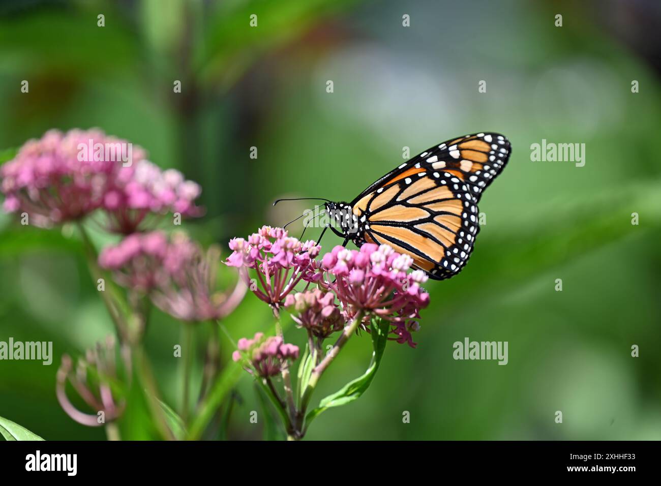 Farfalla monarca (Danaus plexippus) che si nutre della palude Milkweed (Asclepias incarnata) Foto Stock