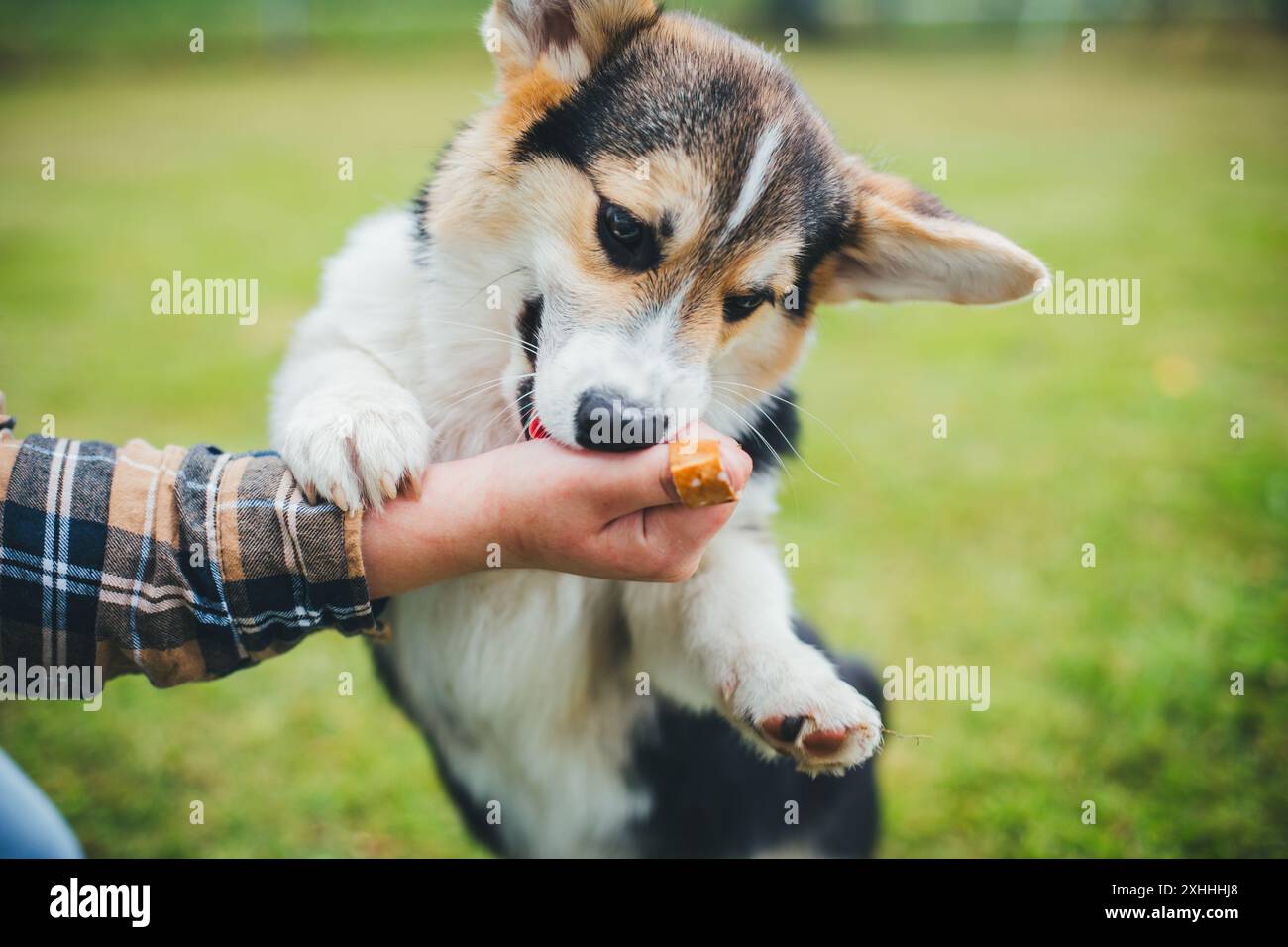 Welsh Corgi Pembroke cucciolo Foto Stock