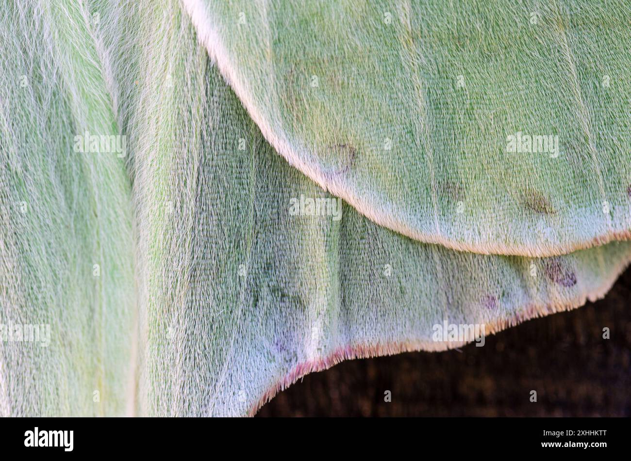 Primo piano di Luna Moth Foto Stock