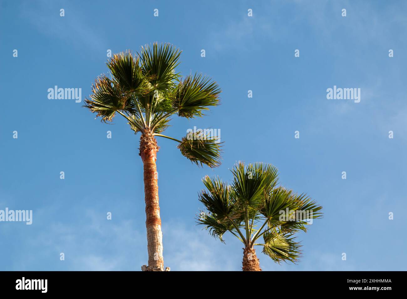 Palme alte con le foglie che soffiano nel vento. Cielo blu sullo sfondo. YE, Lanzarote, Isole Canarie, Spagna. Foto Stock