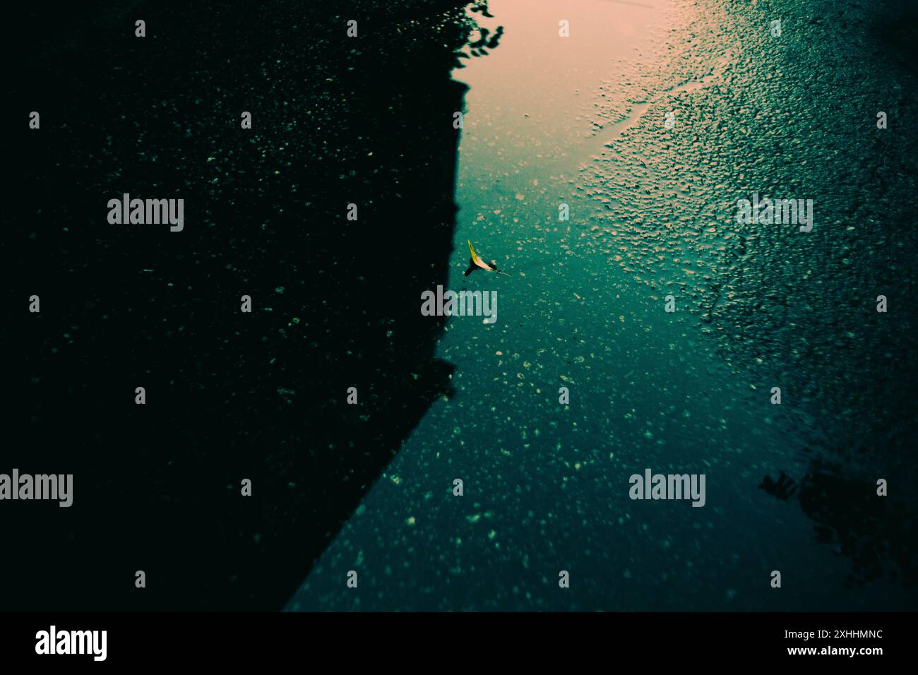 Una foglia caduta riposa in una pozzanghera, lasciata indietro dopo che è passata la pioggia. L'asfalto bagnato di una strada cittadina riflette il tempo. Foto Stock