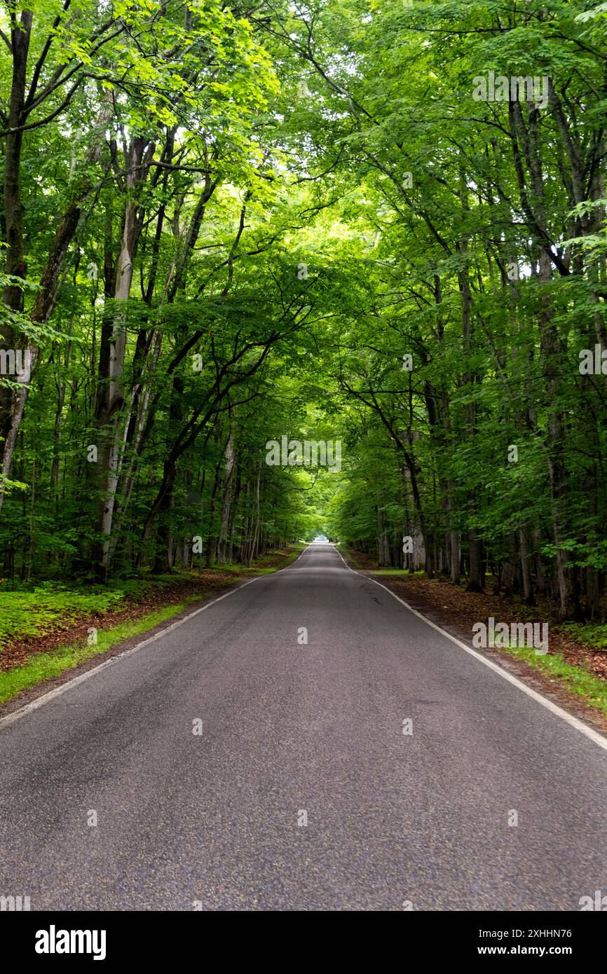 D'estate, si affaccia direttamente sull'autostrada M-119, un lussureggiante tunnel di alberi nel Michigan settentrionale Foto Stock