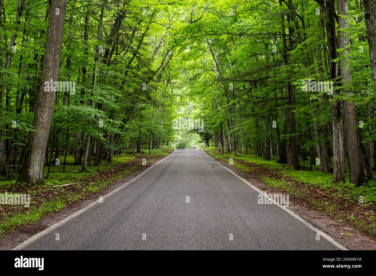 Vista orizzontale di una strada attraverso un tunnel di alberi, autostrada M119 nel Michigan Foto Stock