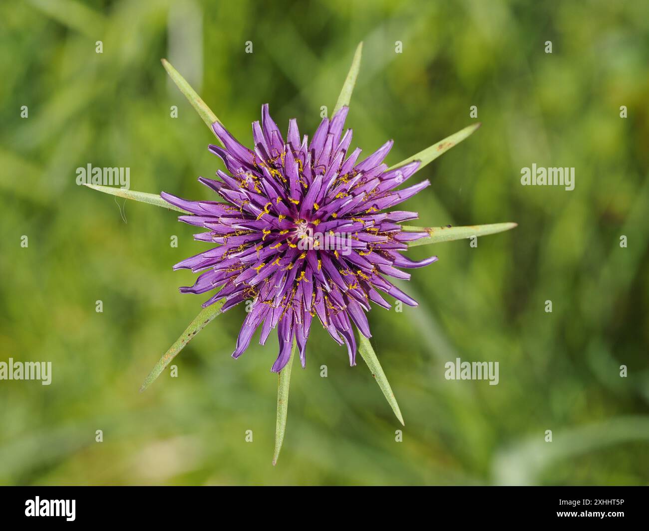 Tragopogon porrifolius, nome comune: Porpora o salsify comune, ostriche, ostriche vegetali, stella di Gerusalemme, Jack andare a letto o semplicemente salsificare. Foto Stock