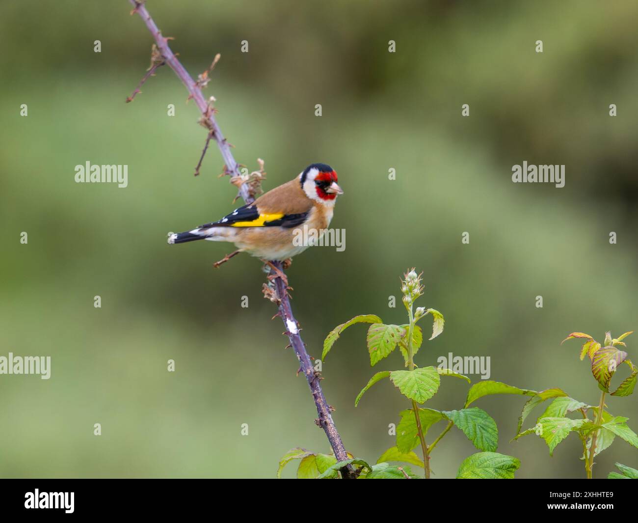 European goldfinch o semplicemente il goldfinch, Carduelis carduelis, arroccato su un ramoscello. Foto Stock